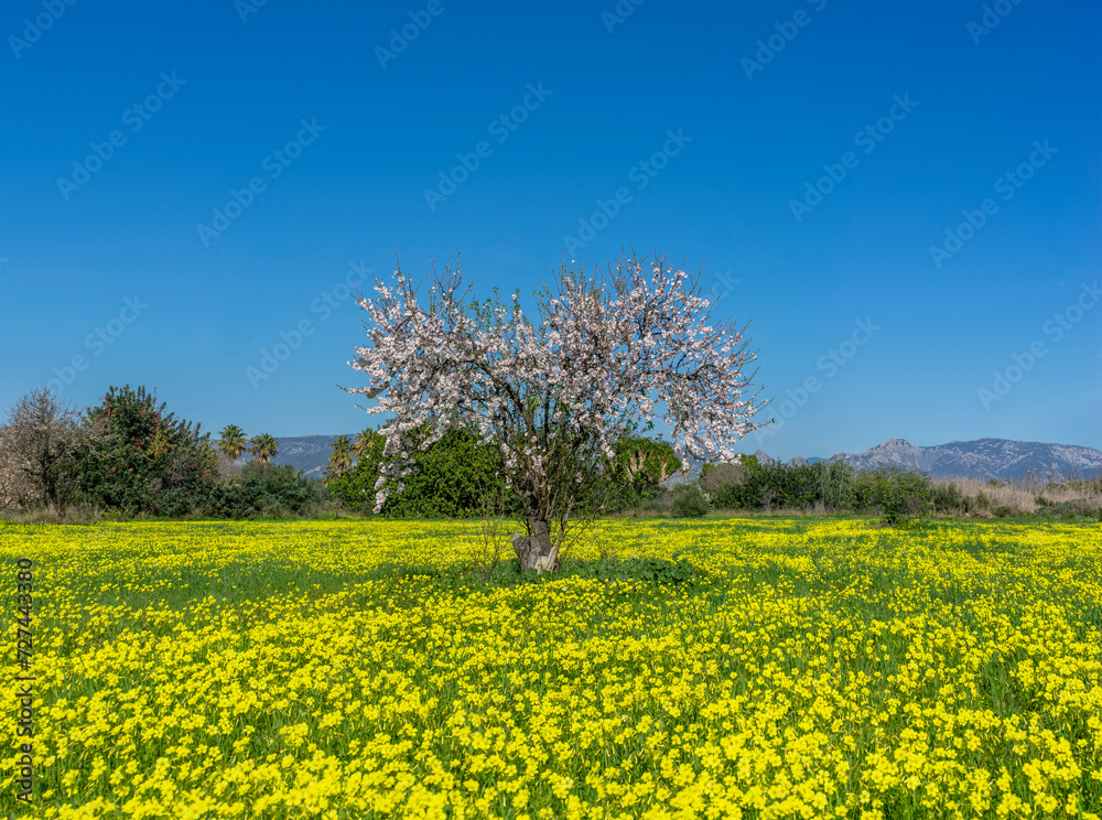 Almond Tree in Full Bloom Standing Amidst a Vibrant Field of Yellow Wildflowers