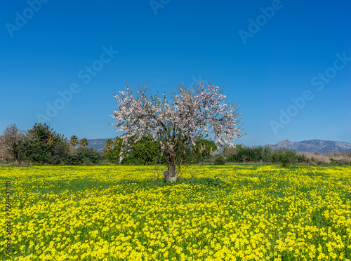 Almond Tree in Full Bloom Standing Amidst a Vibrant Field of Yellow Wildflowers