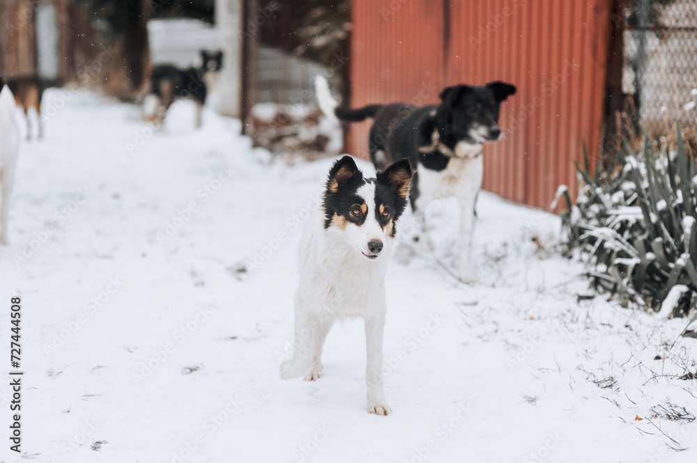 A flock of many hungry homeless dirty rural mongrel dogs stand in the snow in winter, waiting for food from people. Photograph of an animal outdoors. A flock of many hungry homeless dirty rural mongrel dogs stand in the snow in winter, waiting for food from people. Photograph of an animal outdoors.