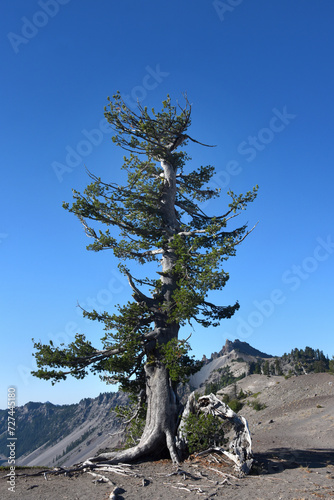 Lone Whitebark Pine in Crater Lake National Park