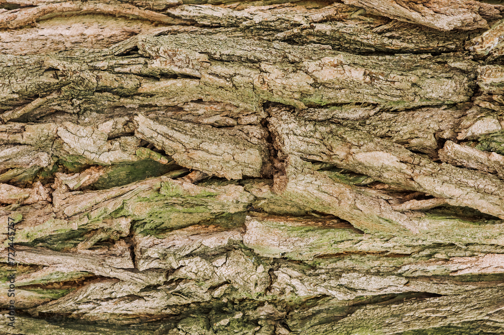 Background, texture of pine, coniferous winter tree bark with a pattern, with a green tint. Close-up photography, abstraction.