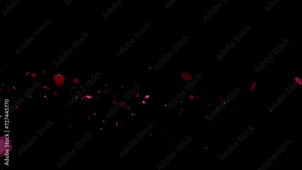 Flying Rose petals over black background. Red Flowers overlay, green screen, alpha effect -4k Seamless Loop