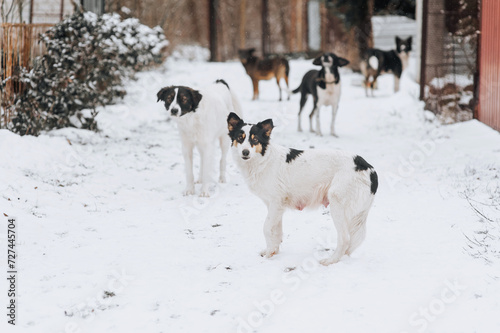 A flock of many hungry homeless dirty rural mongrel dogs stand in the snow in winter, waiting for food from people. Photograph of an animal outdoors.