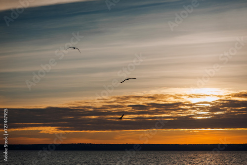Beautiful seagulls  a small flock of wild birds fly high soaring in the sky with clouds over the sea  ocean at sunset. Photograph of an animal  evening landscape  beauty of nature  silhouette.