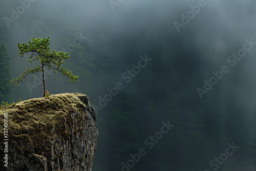 a lony old tree grows on the side of a misty mountain, with copy space 