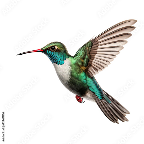 hummingbird on white background © Buse
