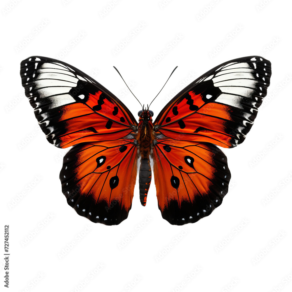 Fototapeta premium butterfly on white background