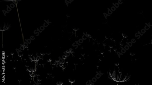 Isolated floating dandelion seeds over black background. Spring Flowers overlay, green screen, alpha effect -4k Seamless Loop photo