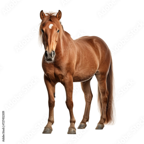 horse isolated on white