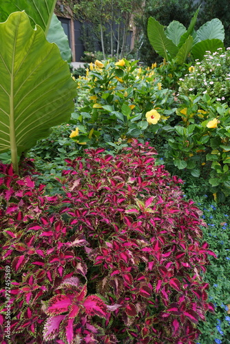flowers in the garden