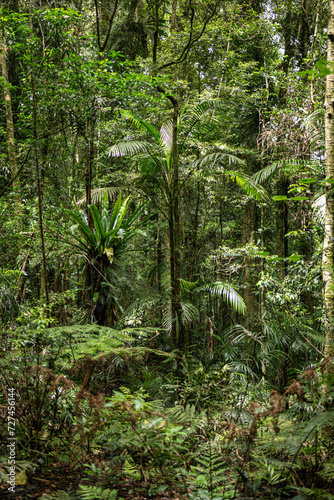 Understory Trees and Plants in the Dorrigo Tropical Rainforest a World Heritage site