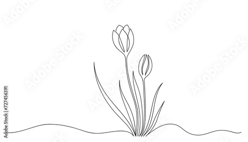 Crocus flower drawn by one line. Sketch first spring flowers. Continuous line drawing botanical art. Design for tattoo art, border, divider. Vector illustration in minimalist style.