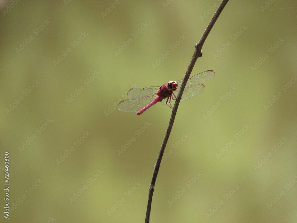 A beautiful red dragonfly perched on the tip of a leaf in a pond A beautiful red dragonfly perched on the tip of a leaf in a pond