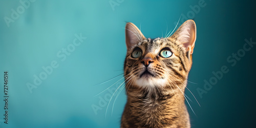  a cat is looking up at the camera on blue background