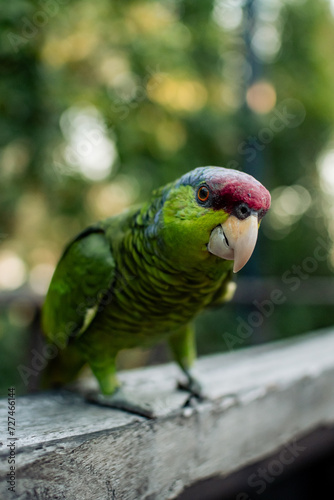 Green parakeet
