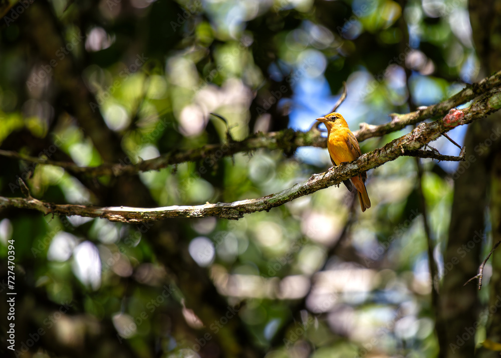 Summer Tanager (Piranga rubra) in North and South America Summer Tanager (Piranga rubra) in North and South America