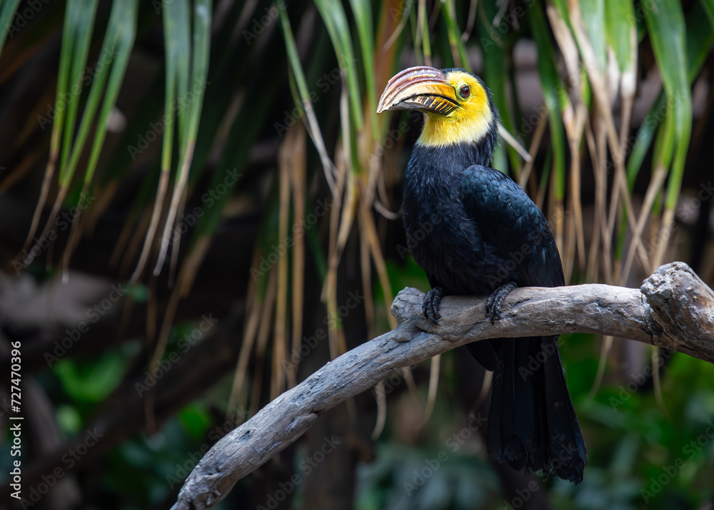Obraz premium Sulawesi Hornbill (Rhabdotorrhinus exarhatus) in Indonesia