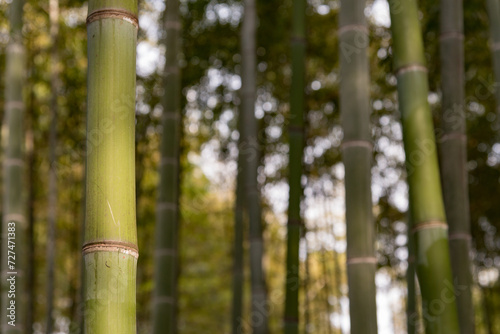 Bamboo stalks background with a shallow depth of field