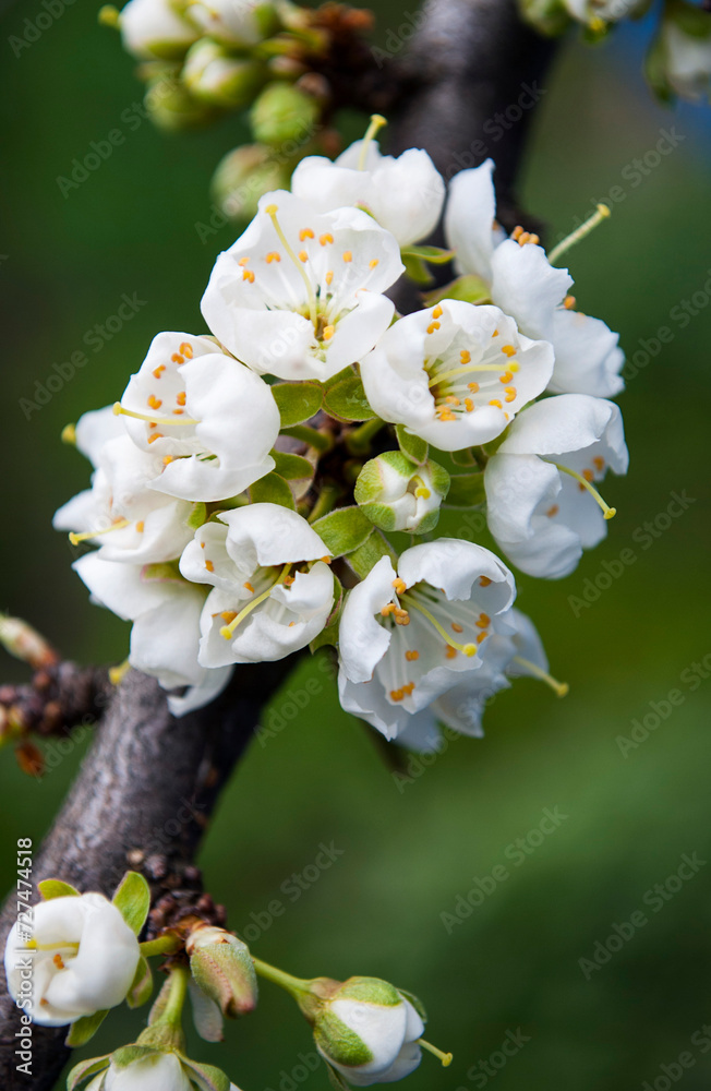 Obraz premium delicate white plum flowers on a green background
