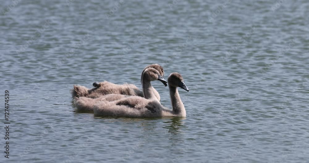 white swan swimming in the lake in the summer, swan swimming on the lake in the warm summer season white swan swimming in the lake in the summer, swan swimming on the lake in the warm summer season