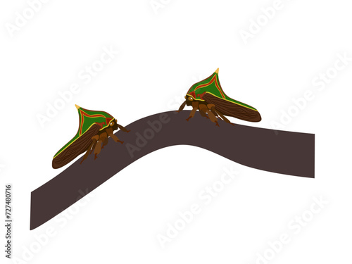 Umbonia Spinosa on a white background. photo