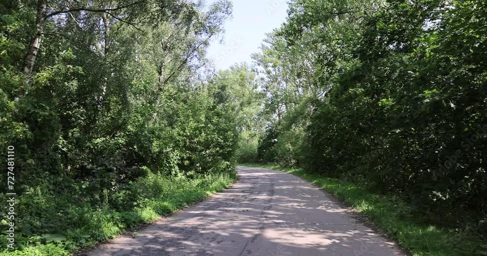 paved road with trees in the forest in sunny weather, trees along the paved road for cars paved road with trees in the forest in sunny weather, trees along the paved road for cars