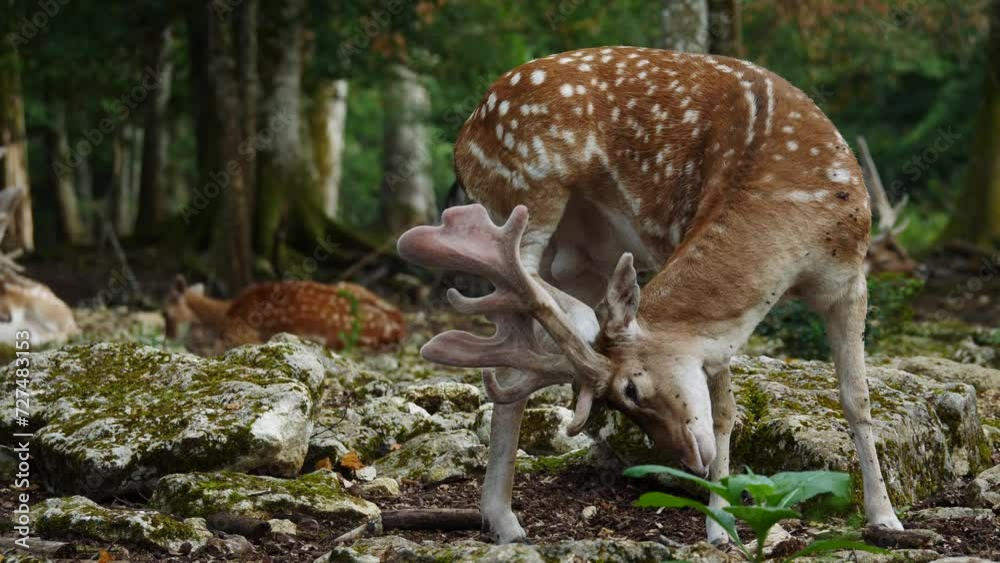 Fallow deer in natural environment. Male and female in the background. Deer Dama dama. Vision Park in Auberive region, France. Slow motion Fallow deer in natural environment. Male and female in the background. Deer Dama dama. Vision Park in Auberive region, France. Slow motion