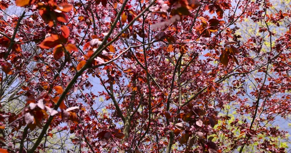 blooming cherry tree with red foliage in the spring season, spring garden with faded red cherry in sunny weather blooming cherry tree with red foliage in the spring season, spring garden with faded red cherry in sunny weather
