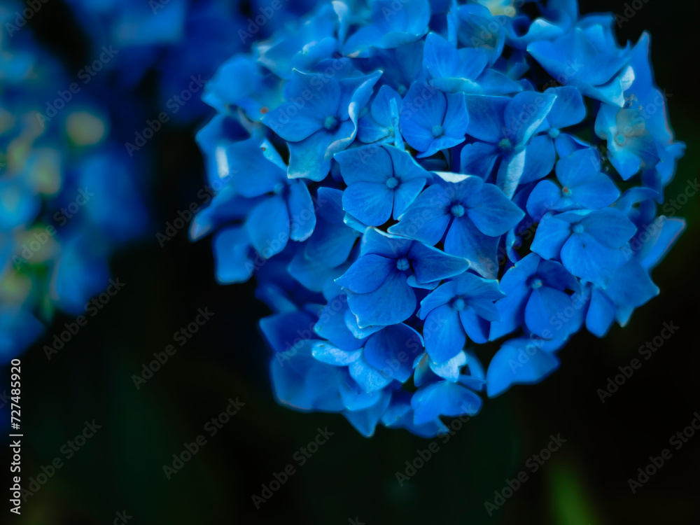 blue hydrangea flower