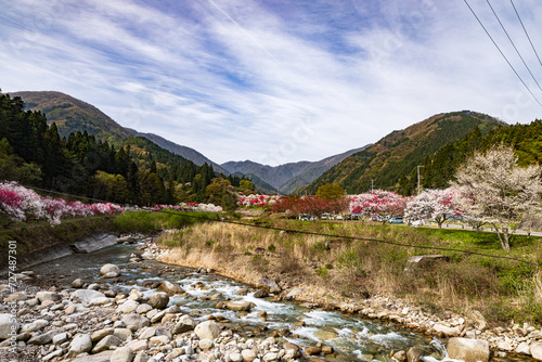 長野県阿智村 花桃の里に咲く満開の花桃 