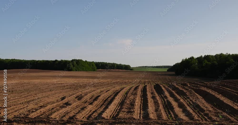 new corn sprouts in the field in spring, a growing monoculture of sweet corn in sunny weather new corn sprouts in the field in spring, a growing monoculture of sweet corn in sunny weather