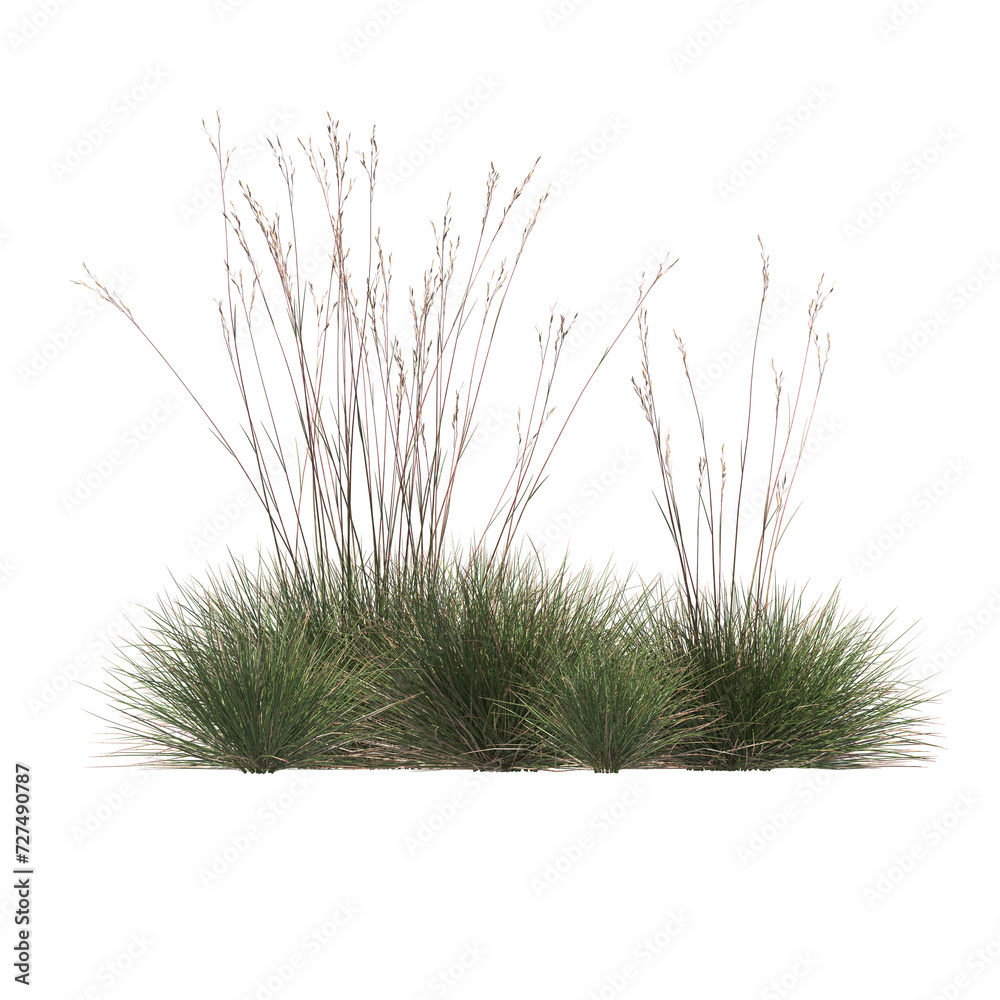 Triodia scariosa, porcupine grass, spinifex, bushes, shrubs, evergreen, small tree, bush, tree, big tree, light for daylight, easy to use, 3d render, isolated