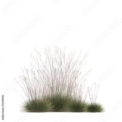Triodia scariosa, porcupine grass, spinifex, bushes, shrubs, evergreen, small tree, bush, tree, big tree, light for daylight, easy to use, 3d render, isolated photo