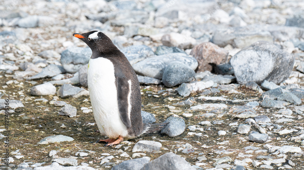 Naklejka premium Close up portrait of gentoo penguin in the snow of Antarctica. 