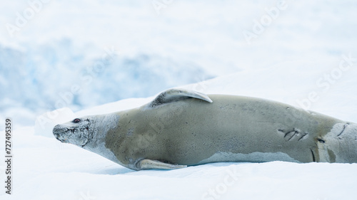 A Crabeater Seals (Lobodon carcinophagus) relaxes happily on an iceberg in the Antarctic peninsula.