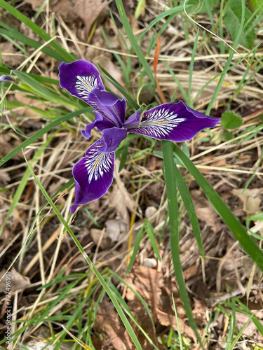 Oregon Iris 03 photo