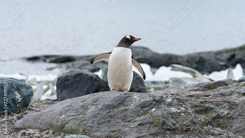 Gentoo Penguin  coming ashore and walking along a beach. Antarctic Peninsula.