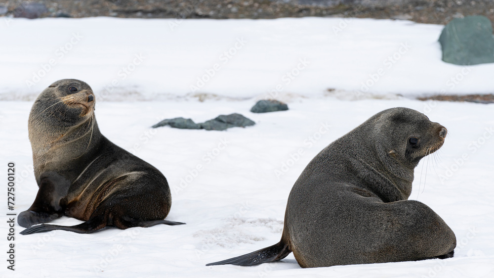 Fototapeta premium Antarctic fur seals fighting on the beach at Half Moon Island, Antarctica.