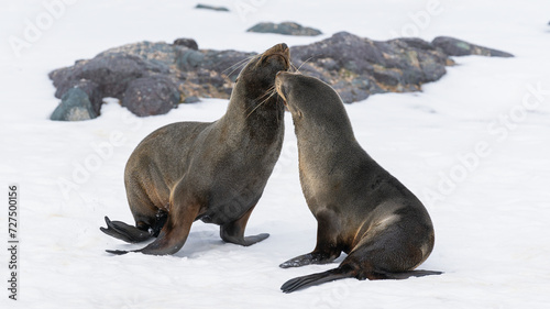 Bild auf Leinwand Antarctic fur seals fighting on the beach at Half Moon Island, Antarctica