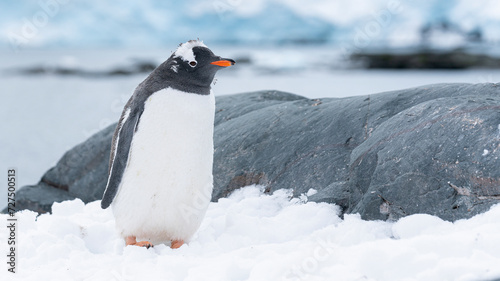 Young Gentoo penguins standing on a snow on the Antarctic Peninsula.