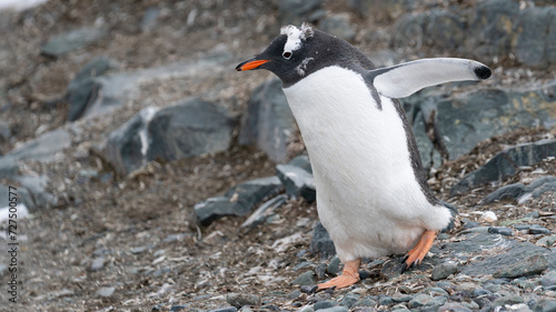Gentoo Penguin  coming ashore and walking along a beach. Antarctic Peninsula.