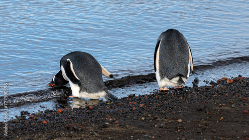 Two Gentoo penguin at volcanic black sand beach drinking water, Antarctica.  photo