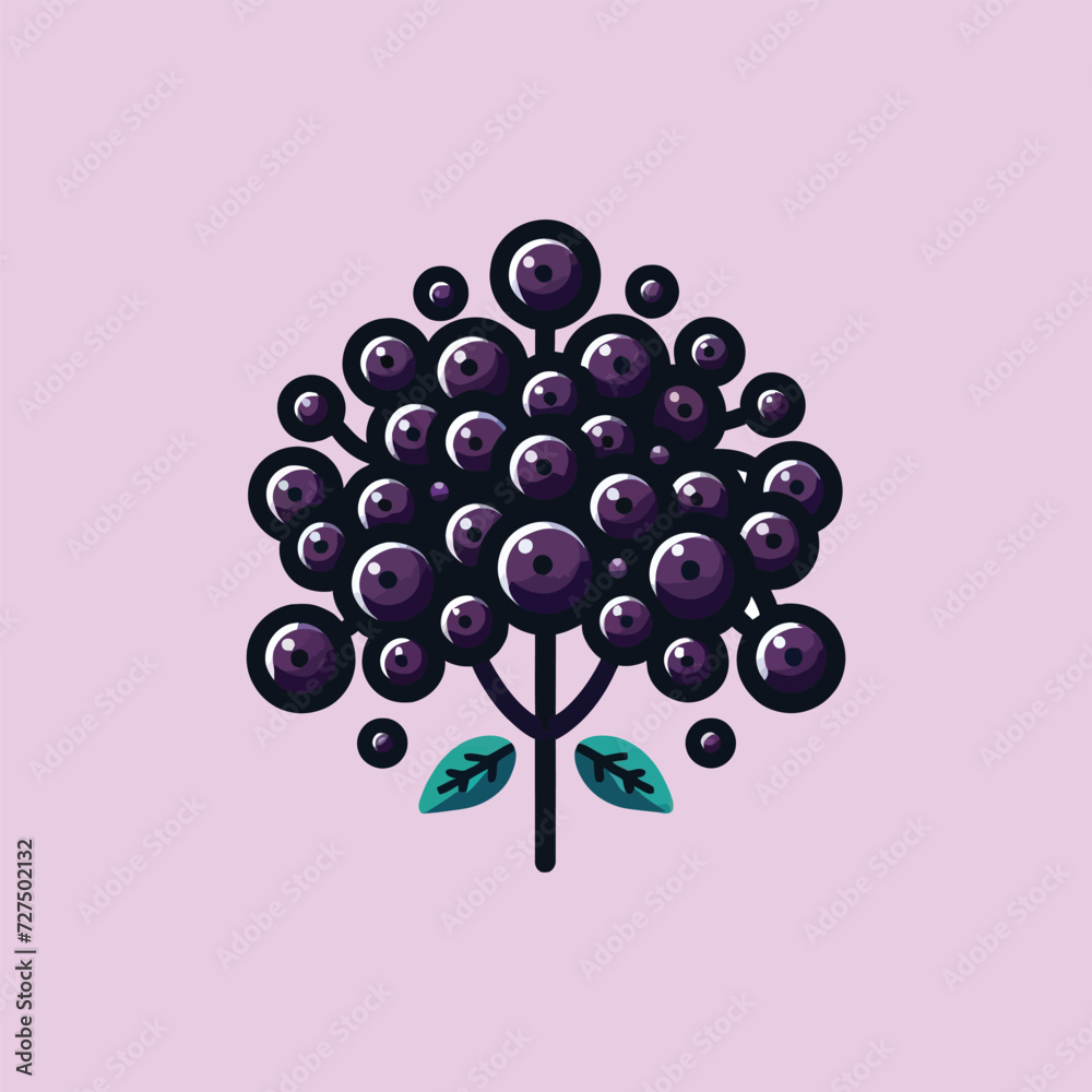 Fototapeta premium Elderberry Cluster Vector Illustration