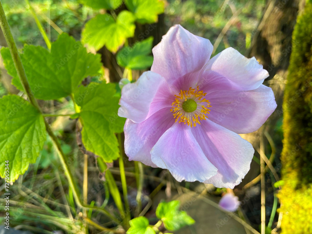 Fototapeta premium Himalayn Pink Petal Flower 02