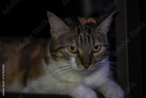 Domestic cat on a dark background. Close-up portrait. © ric