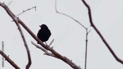 One of North America's most abundant birds, red-winged blackbirds (Agelaius phoeniceus) are named for the signature red patch on the males' shoulder.  photo