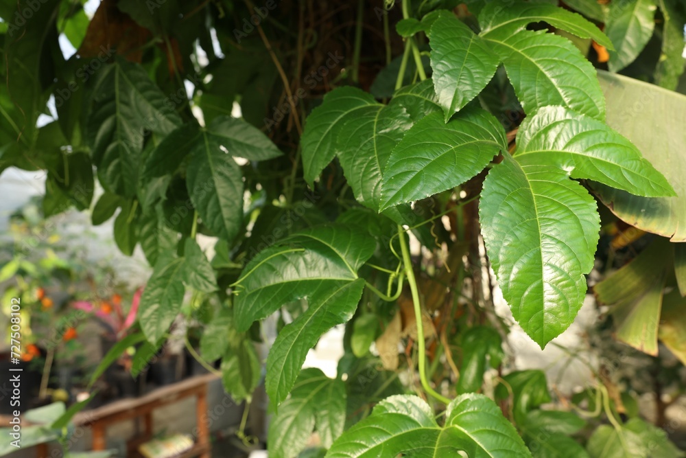 Beautiful Passiflora plant growing in greenhouse, space for text Beautiful Passiflora plant growing in greenhouse, space for text