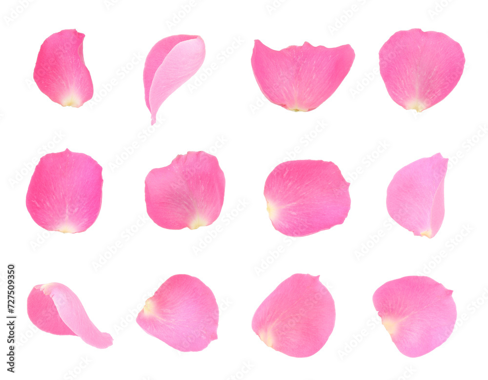 Pink rose petals isolated on white, set Pink rose petals isolated on white, set