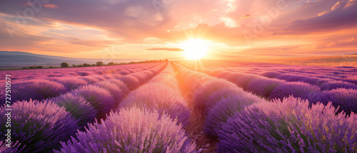 Breathtaking Lavender Fields at Sunset: A Vivid Display of Nature's Beauty as Day Transitions to Night