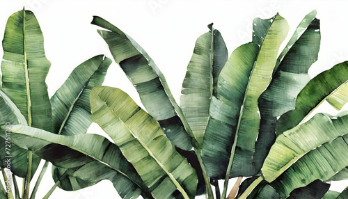 Abstract banana trees leaves realistic on transparent backgrounds, watercolor botanical illustration on digital art concept, Generative AI.